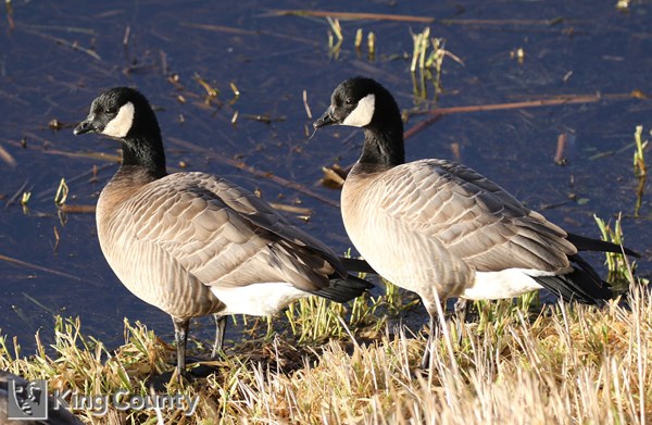 Photo of Branta hutchinsii